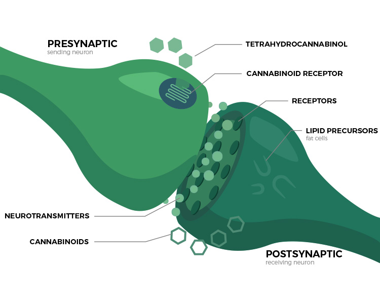 Endocannabinoid System Explained